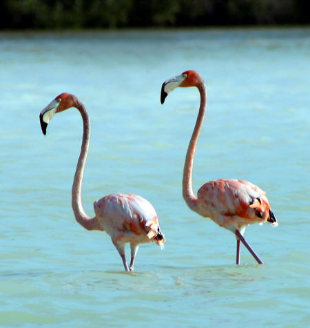 Celestun Biospere Yucatan Mexico - Flamingoes and other Birds Photography by Bill Bell