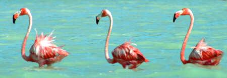 Celestun Biospere Yucatan Mexico - Flamingoes and other Birds Photography by Bill Bell