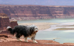 Utah's National Parks Photography,Photographs by Bill Bell 