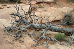 Utah's National Parks Photography,Photographs by Bill Bell 