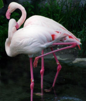 flamingos The World of Disney Photographs - Disneyworld, Paramount Studios and Epoch Centre by Bill And Dot Bell