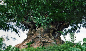 The World of Disney Photographs - Disneyland and Disneyworld by Bill And Dot Bell