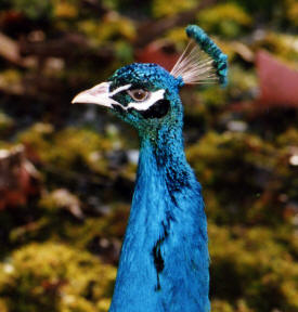 Peacock Dominican Republic Photography by Bill Bell