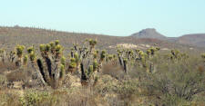 Guerrero Negro to Santa Rosalia Baja California Mexico Photographs  Dot and Bill Bell Photograph