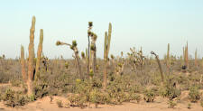 Guerrero Negro to Santa Rosalia Baja California Mexico Photographs  Dot and Bill Bell Photograph