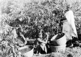In the fields of India - 1886 Photography by Penn