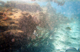 Underwater in waters near Isla Mujeres Quintana Roo, Mexico Photography By Bill and Dot Bell