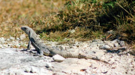 Local iguana Isla Mujeres Quintana Roo, Mexico Photography By Bill and Dot Bell