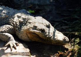 Crocodiles Isla Mujeres Quintana Roo, Mexico Photography By Bill and Dot Bell