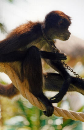 Pet monkey Isla Mujeres Quintana Roo, Mexico Photography By Bill and Dot Bell