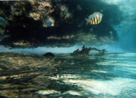 Underwater snorkeling at Garrafon park Isla Mujeres Quintana Roo, Mexico Photography by Bill Bel