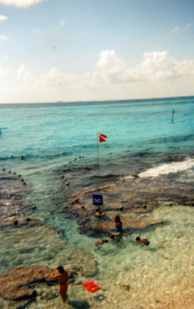 Coral reef Isla Mujeres Quintana Roo, Mexico Photography by Bill Bel
