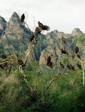 vultures Baja California Mexico Photography  Photography by Bill Bell