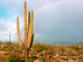 Rainbow over the desert Baja California Mexico Photography  Photography by Bill Bell
