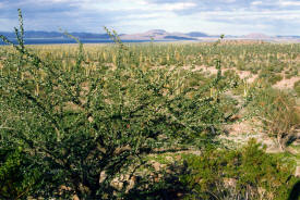 Miles of cacti Baja California Mexico Photography  Photography by Bill Bell