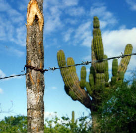 Barbed wire is something raely seen on the baja Baja California Mexico Photography  Photography by Bill Bell