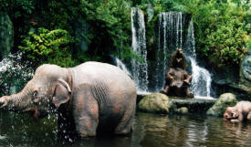 Jungle tour The World of Disney Photographs - Disneyworld, Paramount Studios and Epoch Centre by Bill And Dot Bell