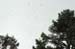 monach butteflies overhead 2