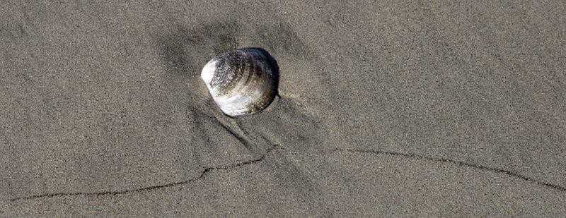 san quintin clam shell