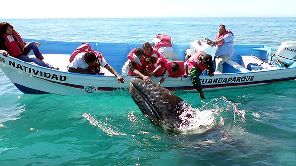Guerrero-Negro-2