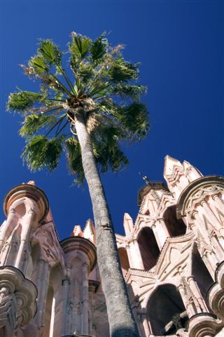 san miguel de allende palm 3